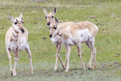 Pronghorn Antelopes YNP May 2025